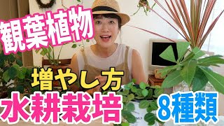 【観葉植物】増やし方〜水耕栽培〜超簡単ですぐ発根【How to propagate Indoor Plants from cuttings in water】