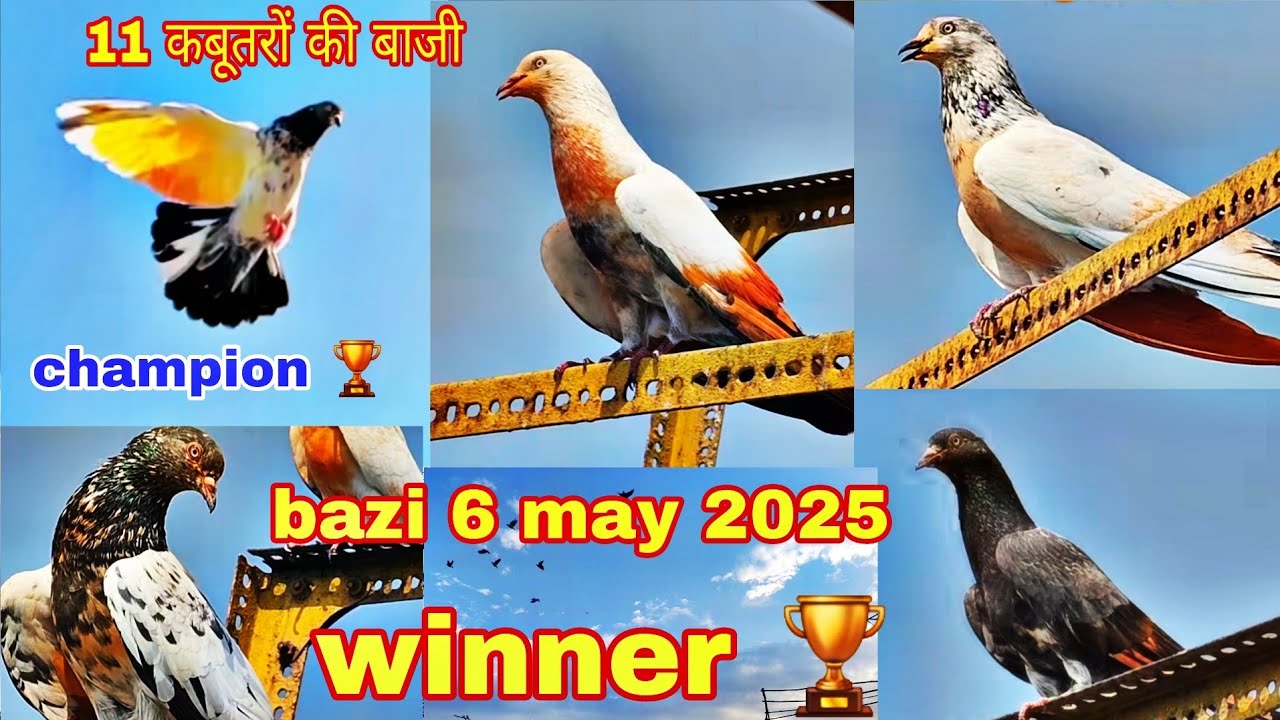 11 kabutaron ka 1to1 mukabla  haseeb or sahil ke beech  2025  || #youtube #viralvideo