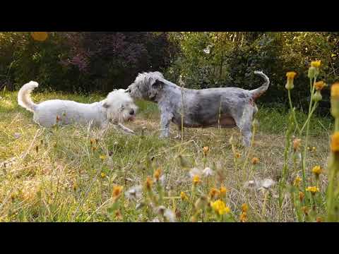 Video: Glen Of Imaal Terrier Honderas Allergene, Gesondheid En Lewensduur