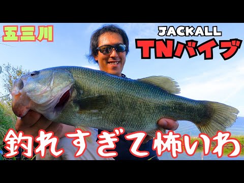 TNバイブが釣れすぎて怖いわ。使わないと絶対に後悔するで！ [バス釣り