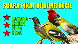 suara pikat burung kecil dijamin ampuh