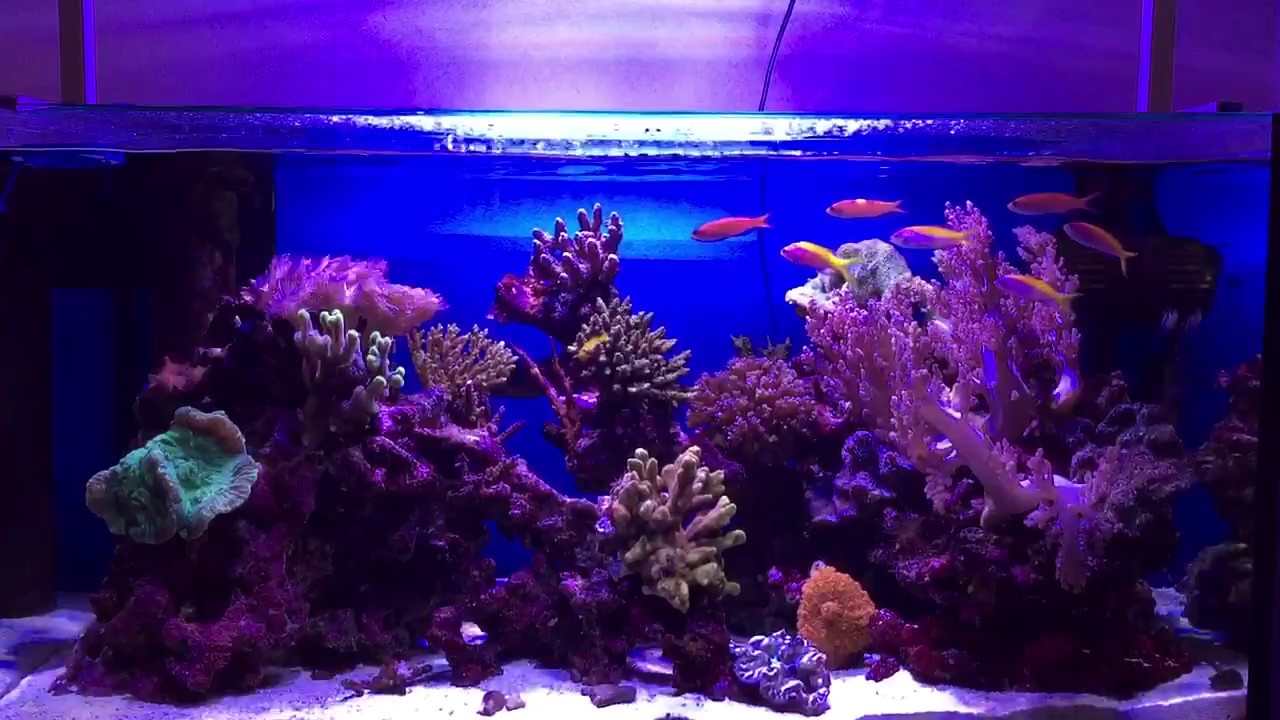 90cm reef tank with
