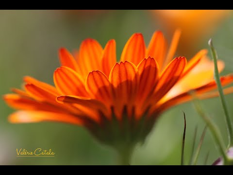 Vidéo: Pourquoi Vaut-il La Peine De Semer Du Calendula à La Campagne Ou Au Balcon