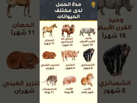 مدة حمل مختلف الحيوانات