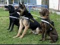 Entrenamiento de Perros Policías Parte 1 - Héroes Caninos - TvAgro por Juan Gonzalo Angel