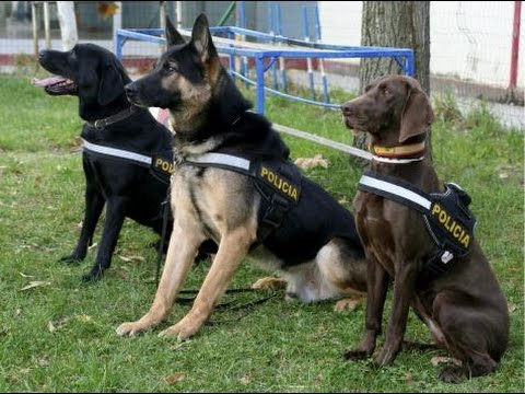 Entrenamiento de Perros Policías Parte 1 - Héroes Caninos - TvAgro Juan Gonzalo Angel -