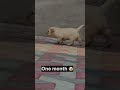 One month Vs 1 year Labrador transformation #feed #doglover #dog #shots #pets #shortsfeed