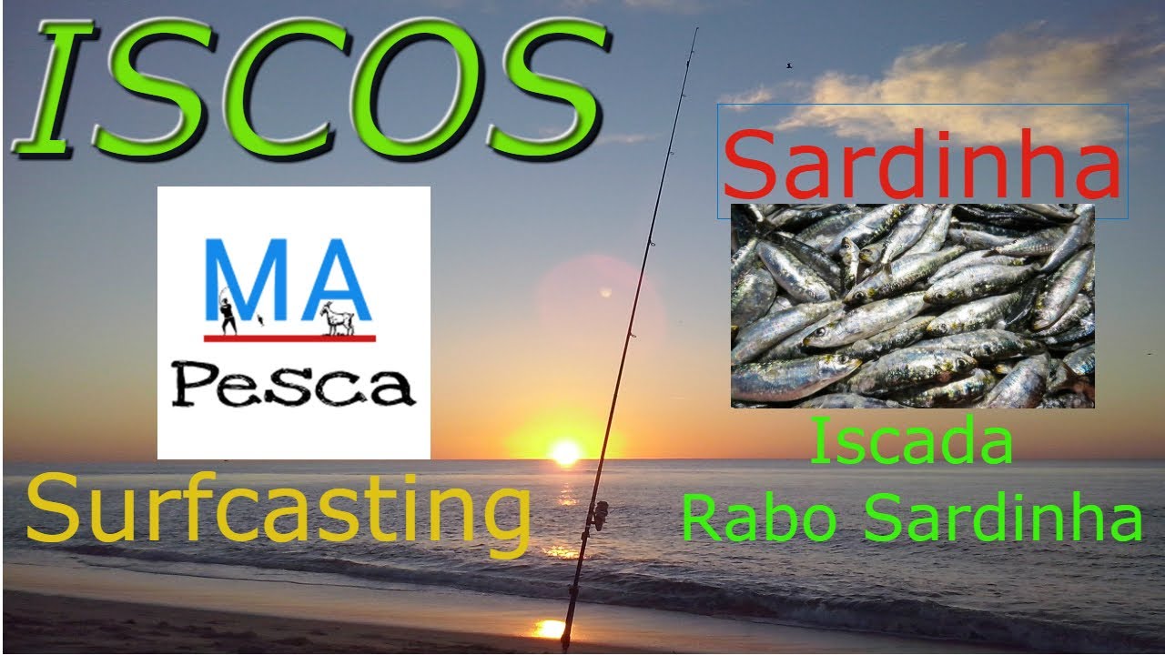 Como Iscar Sardinha 1 ("rabo") -  cebar sardina - surfcasting - Grandes predadores #17