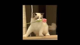 TULAD MO - TJ MONTERDE {SPEED UP}♡🌷🥰🥹😊