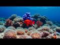 The Best 4K Aquarium — Discover the Underwater World and Beautiful Coral Reef Fish for Sleep