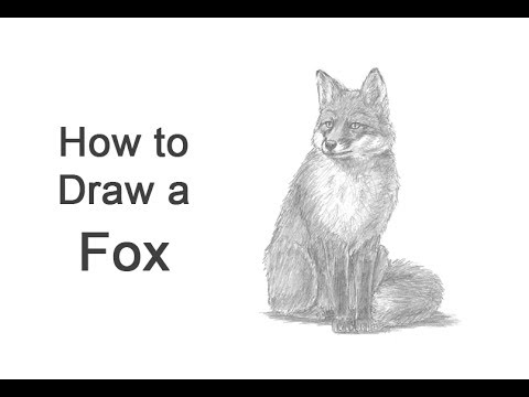 How to Draw a Fox (Sitting) - YouTube