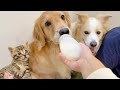 子猫になりたい犬に哺乳瓶でミルクを飲ませたら、赤ちゃん返りしちゃいました...【ゴールデンレトリバー・ボーダーコリー】