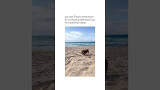 Dogs' Epic Beach Day: Sand, Surf, And Pure Canine Joy | Dog Funny Video 2023 | Beach Dog | Dog Meme