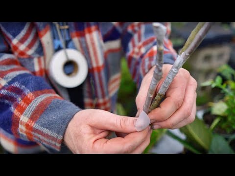 Video: Loquatin istuttaminen siemenistä: Opi valmistamaan loquatin siemeniä istutusta varten