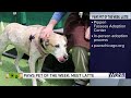 PAWS Chicago Pet of the Week: Latte