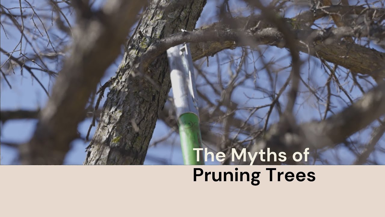 Debunking Common Tree Pruning Myths 🪚 Expert Advice from Certified ...