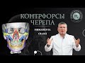 Череп. Строение. Контрфорсы черепа. Buttresses of the skull.Buttresses of the jaw