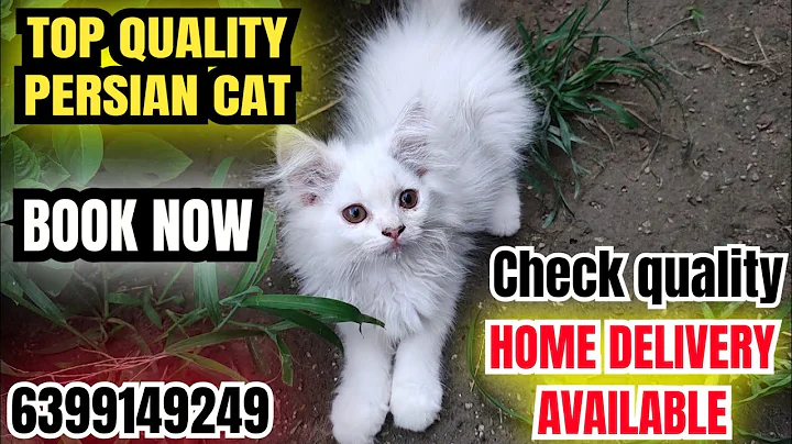 Video 10638211: quality persian cat kitten, persian cat exploring, blue eyes persian cat, white persian cat, persian cat show quality, long hair