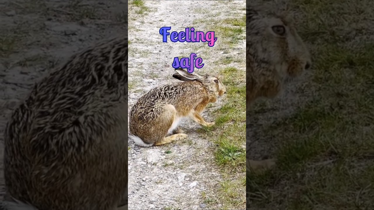 Watch Feeling safe#bunny #safe #relax #peace #calm on YouTube Watch Feeling safe#bunny #safe #relax #peace #calm on YouTube