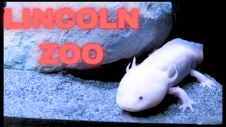 Lincoln Zoo | A Family Day Out During Our Tattershall Lakes Holiday