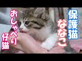 【保護猫】保護した子猫 16日目の甘え鳴き【子猫/捨て猫/迷い猫】