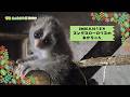 【東山動植物園公式】スンダスローロリスの赤ちゃん（少しだけ別アングルのロングバージョン）《 スンダスローロリス　スローロリス　夜行性　自然動物館 》