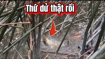 Câu Cá Rô Đồng-Mùa Lũ Này Phải Nói Là Cá Toàn 10 Đểm Đụng Thứ Dữ Rồi / lãng tử miền tây T 50