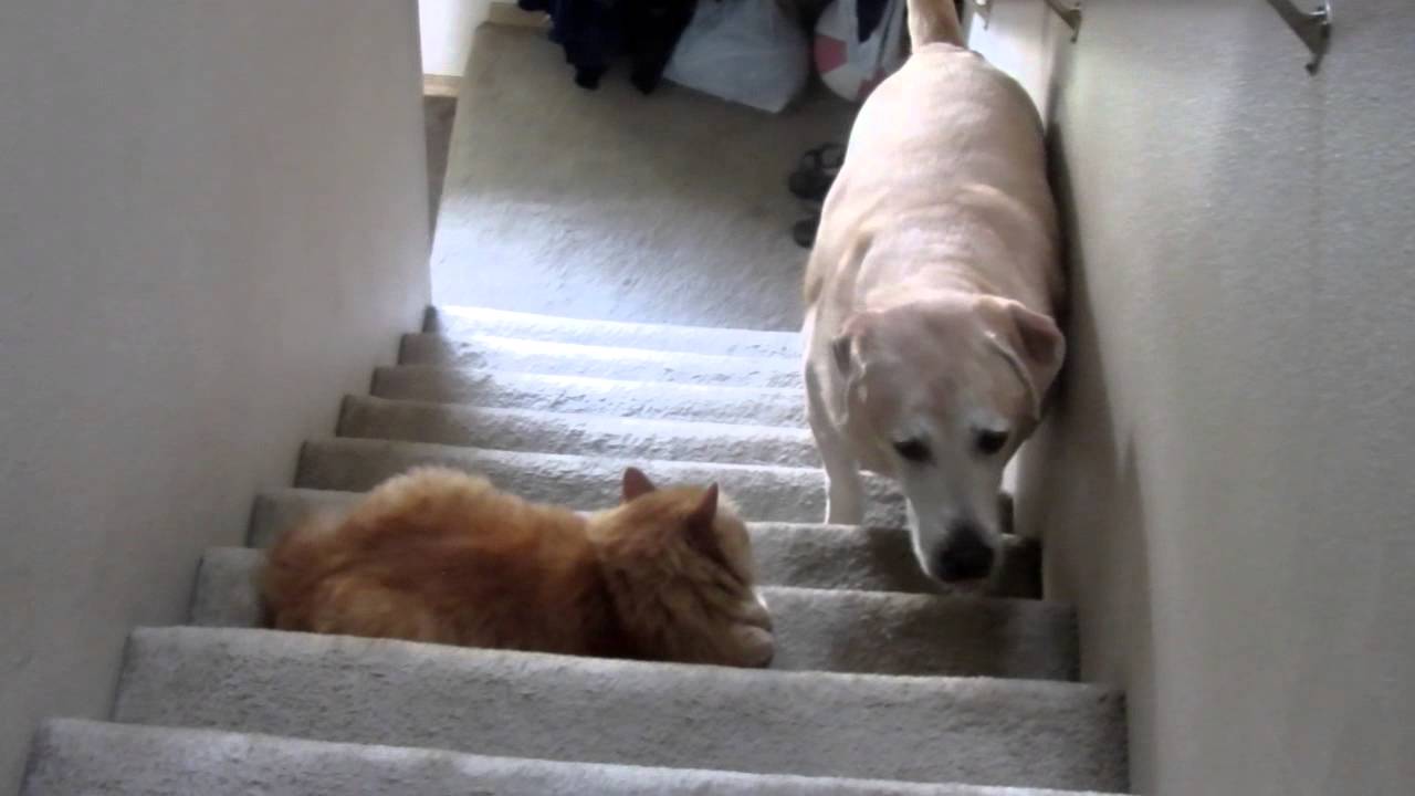 Compilation Of Scaredy Dogs Terrified Of Walking Past Cats [VIDEO] - Most  Watched Today