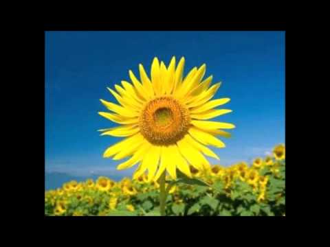 Summer 久石譲オルゴール『菊次郎の夏』癒しのテーマ Summer[Music box]