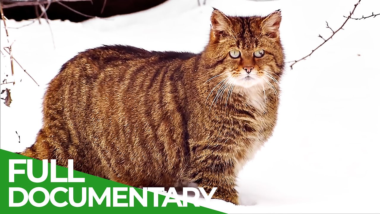⁣Secrets of the Woods - An Incredible Journey | Part 2 | Free Documentary Nature