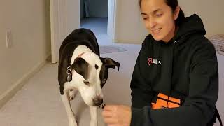 Attention/Engagement: Chase the Treat aka Magnet Feeding - 3 ways by J-R Companion Dog Training 1,647 views 5 months ago 2 minutes