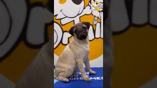 Rado | Pet grooming | Pug #pug #petgrooming #pets #vairalshorts #cutedog #petlover