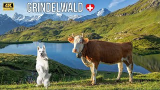 Most beautiful places in Switzerland - Grindelwald - Bachalpsee
