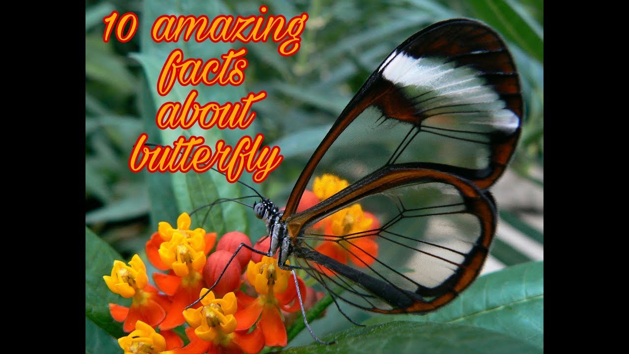 10 facts about butterflies : amazing informations about butterflies ...