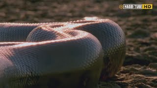 5 Fakta Anaconda, Ular Terbesar yang Jago Berenang