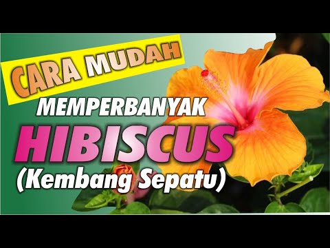 Video: Menyebarkan Hibiscus: Tips Menanam Stek Hibiscus Dan Biji Hibiscus