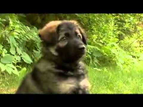 Dogs 101 German Shepherd - YouTube