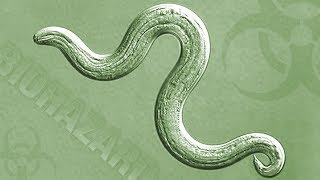 Rat Lungworm - What You Need to Know. What You Need to Do | Insights on PBS Hawai'i