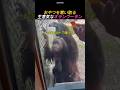 おやつを奪い取る生意気なオランウータン
