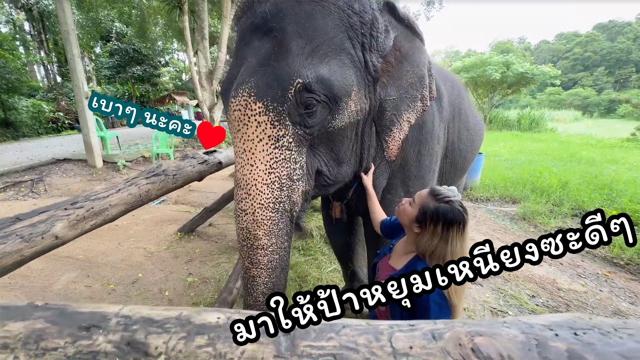 ตามติดชีวิตช้าง Daily Live 10 ก.ย. 2567 แอดปป แอดกระตุ่ย พาไปทัวร์ให้ทั่วๆ ศูนย์ฯ