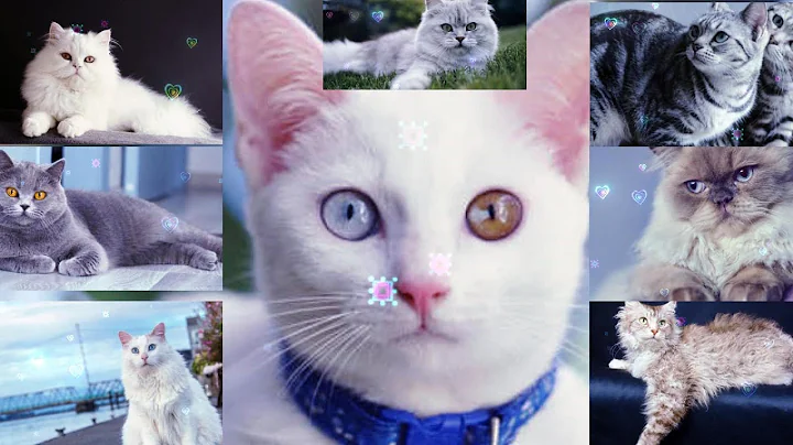 Video 7446231: american shorthair, russian blue, maine coon, persian, lovely cat breed, cat breeds white, beautiful cat breeds, gray white cat, cat falls, cat lovers