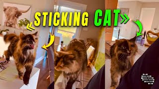 Cat Following Owner, Yelling Then Nudging Her