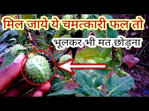 मिल जाये ये चमत्कारी फल तो भूलकर भी मत छोड़ना । - YouTube