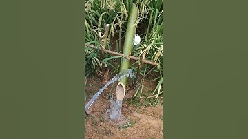 Alat Pertanian Kreatif Pengusir Hama di Sawah