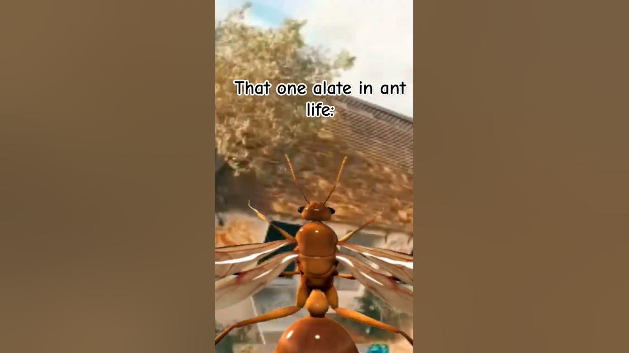 When the fire ants spot that one alate during a raid: #ant #roblox #antlife #insect #fypviralシ #fyo