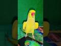 Aye Mithu…🦜💚 #mithubeta 😍#mithu #mithumithu #parrottalking #shorts  #cutebirds #ytshorts