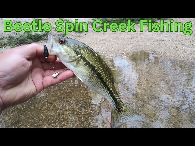 Beetle Spin Creek Fishing 