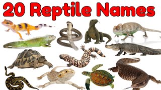20 Reptiles Vocabulary for Kids Lizards Snakes Turtles Crocodiles More Fun Learning