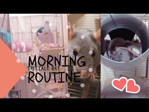 MORNING ROUTINE | Spéciale rat - YouTube