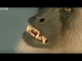 Monkey Leaders Battle | Monkey Warriors | BBC